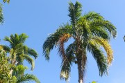 Pupunha Palm (Bactris gasipae) - Piagaçu-Purus Sustainable Development Reserve - Beruri city - Amazonas state (AM) - Brazil