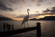 Great Egret (Ardea alba) on the pier of Ilhabela village - Ilhabela city - Sao Paulo state (SP) - Brazil