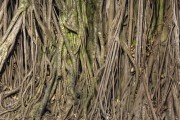 Tree Roots Detail - Ilhabela city - Sao Paulo state (SP) - Brazil