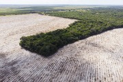 Picture taken with drone of the restinga vegetation area with deforested section - Aracruz city - Espirito Santo state (ES) - Brazil