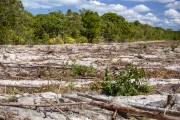 Restinga vegetation area with deforested section - Aracruz city - Espirito Santo state (ES) - Brazil