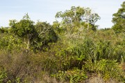 Restinga vegetation area - Aracruz city - Espirito Santo state (ES) - Brazil