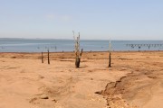 Trees that were submerged reappear in the Parana River, at Ipanema Beach, which has a very low water level due to the long period of drought - Rubineia city - Sao Paulo state (SP) - Brazil