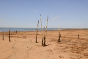 Trees that were submerged reappear in the Parana River, at Ipanema Beach, which has a very low water level due to the long period of drought - Rubineia city - Sao Paulo state (SP) - Brazil