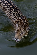 Jaguar (Panthera onca) at the Armys CIGS (Jungle Warfare Instruction Center) Zoo - Manaus city - Amazonas state (AM) - Brazil
