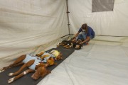 Dogs anesthetized and lying in a tent, after castration - Guarani city - Minas Gerais state (MG) - Brazil