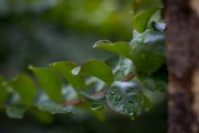 Raindrops on Minerva tree leaf, in the backyard of the house - Guarani city - Minas Gerais state (MG) - Brazil