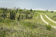 Dirt road through sandbank vegetation - Vilatur Beach - Saquarema city - Rio de Janeiro state (RJ) - Brazil