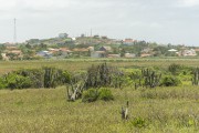 Restinga vegetation at Vilatur Beach - Saquarema city - Rio de Janeiro state (RJ) - Brazil