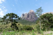Araucaria and view of the Tres Picos de Salinas (Three Peaks of Salinas) - Tres Picos State Park - Teresopolis-Friburgo - Nova Friburgo city - Rio de Janeiro state (RJ) - Brazil
