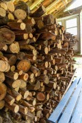 Cut eucalyptus for use in fireplaces and wood stoves - Tres Picos State Park - Teresopolis-Friburgo - Nova Friburgo city - Rio de Janeiro state (RJ) - Brazil