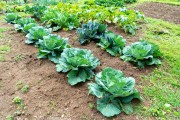 Cabbage Plantation - Organic Garden - Tres Picos State Park - Teresopolis-Friburgo - Nova Friburgo city - Rio de Janeiro state (RJ) - Brazil