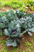Purple Cabbage Plantation - Organic Garden - Tres Picos State Park - Teresopolis-Friburgo - Nova Friburgo city - Rio de Janeiro state (RJ) - Brazil