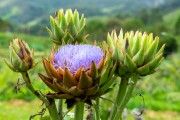 Detail of cardoon flower - Organic Garden - Tres Picos State Park - Teresopolis-Friburgo - Nova Friburgo city - Rio de Janeiro state (RJ) - Brazil