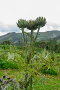 Detail of cardoon flower - Organic Garden - Tres Picos State Park - Teresopolis-Friburgo - Nova Friburgo city - Rio de Janeiro state (RJ) - Brazil