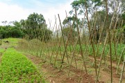 Tomato planting - Tres Picos State Park - Teresopolis-Friburgo - Nova Friburgo city - Rio de Janeiro state (RJ) - Brazil