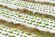 Lettuce planting protected by plastic cover - Tres Picos State Park - Teresopolis-Friburgo - Nova Friburgo city - Rio de Janeiro state (RJ) - Brazil