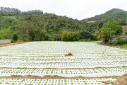 Lettuce planting protected by plastic cover - Tres Picos State Park - Teresopolis-Friburgo - Nova Friburgo city - Rio de Janeiro state (RJ) - Brazil
