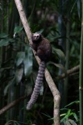 Black-tufted marmoset (Callithrix penicillata) - Tres Picos State Park - Teresopolis-Friburgo - Nova Friburgo city - Rio de Janeiro state (RJ) - Brazil