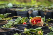Production of organic strawberries at Capororoca Site - Porto Alegre city - Rio Grande do Sul state (RS) - Brazil