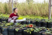 Production of organic strawberries at Capororoca Site - Porto Alegre city - Rio Grande do Sul state (RS) - Brazil