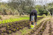 Production of organic food at Capororoca Site - Porto Alegre city - Rio Grande do Sul state (RS) - Brazil