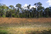 Clearing of forest to make room for agricultural production - Pancas city - Espirito Santo state (ES) - Brazil