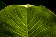 Detail of Aninga (Montrichardia arborescens) leaf on the bank of the Doce River - Linhares city - Espirito Santo state (ES) - Brazil
