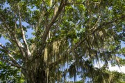 Tree covered by spanish moss (Tillandsia usneoides) - Restinga at the mouth of the Doce River - Linhares city - Espirito Santo state (ES) - Brazil