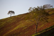 Landscape with trees on a plowed hill - Mimoso do Sul city - Espirito Santo state (ES) - Brazil