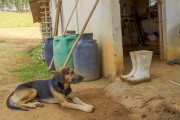 Mixed breed dog on a rural property - Guarani city - Minas Gerais state (MG) - Brazil