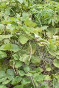 Bean pods growing in plantation - Santo Amaro do Maranhao city - Maranhao state (MA) - Brazil