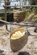 Raw processed cassava drying under the sun in straw basket - Santo Amaro do Maranhao city - Maranhao state (MA) - Brazil