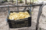 Raw processed cassava drying under the sun in basket - Santo Amaro do Maranhao city - Maranhao state (MA) - Brazil