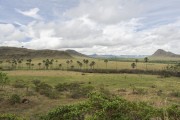 View of buritis (Mauritia flexuosa) - Maytrea Garden - Chapada dos Veadeiros National Park - Alto Paraiso de Goias city - Goias state (GO) - Brazil