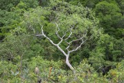 Typical vegetation of cerrado - Chapada dos Veadeiros National Park - Alto Paraiso de Goias city - Goias state (GO) - Brazil