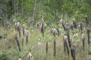 Detail of vellozia squamata - typical vegetation of cerrado - Chapada dos Veadeiros National Park - Alto Paraiso de Goias city - Goias state (GO) - Brazil