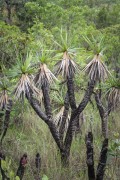Detail of vellozia squamata - typical vegetation of cerrado - Chapada dos Veadeiros National Park - Alto Paraiso de Goias city - Goias state (GO) - Brazil