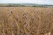 Soybean plantation - Mutuca Farm - Arapoti city - Parana state (PR) - Brazil