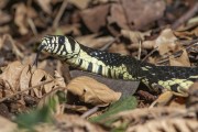 Yellow Rat Snake (Spilotes pullatus) - Great Atlantic Forest Reserve - Antonina city - Parana state (PR) - Brazil