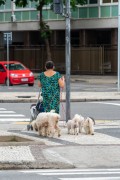 Dog walker with poodles - Atlantica Avenue - Rio de Janeiro city - Rio de Janeiro state (RJ) - Brazil