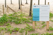 Project by the Municipality of Rio de Janeiro to implement a dune - Planting of native vegetation of the Restinga biome - Copacabana Beach - Rio de Janeiro city - Rio de Janeiro state (RJ) - Brazil