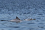 Guiana dolphin (Sotalia guianensis) in Paranagua Bay - Paranagua city - Parana state (PR) - Brazil