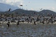 Flock of birds at the bottom of Guanabara Bay - Mage city - Rio de Janeiro state (RJ) - Brazil