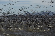 Flock of birds at the bottom of Guanabara Bay - Mage city - Rio de Janeiro state (RJ) - Brazil