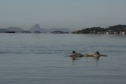 Guiana dolphin (Sotalia guianensis) in Guanabara Bay - Rio de Janeiro city - Rio de Janeiro state (RJ) - Brazil