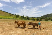 Rural worker dumps manure on soil during organic corn planting - Guarani city - Minas Gerais state (MG) - Brazil