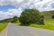 Mango tree (Mangifera indica) on the edge of Highway MG-353 between the cities of Guarani and Pirauba - Guarani city - Minas Gerais state (MG) - Brazil