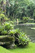 View of Frei Leandro Lake - Botanical Garden of Rio de Janeiro - Rio de Janeiro city - Rio de Janeiro state (RJ) - Brazil