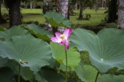 Pink lotus flower (Nelumbo nucifera) in a lake in the Botanical Garden of Rio de Janeiro - Rio de Janeiro city - Rio de Janeiro state (RJ) - Brazil